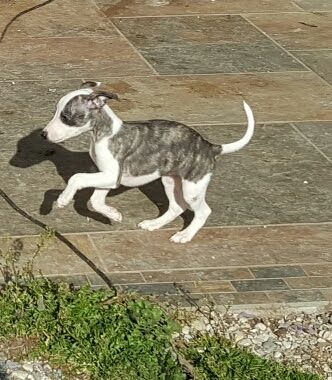 Du Pays Des Tetes A Claques - Chiots disponibles - Whippet