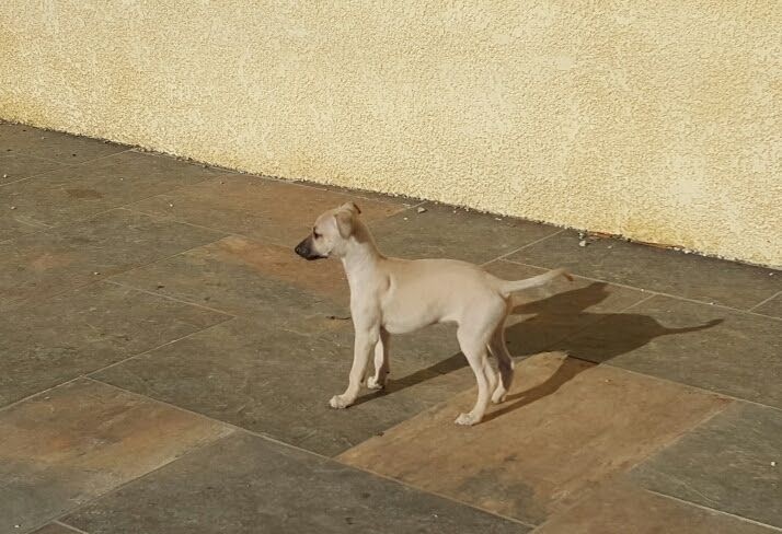 Du Pays Des Tetes A Claques - Chiots disponibles - Whippet